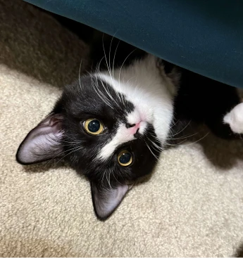 Photo of Ivy, Dan's cat