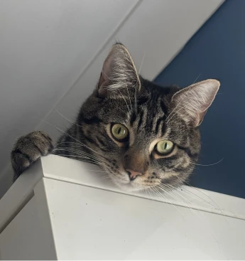 Photo of Otis, Dan's cat