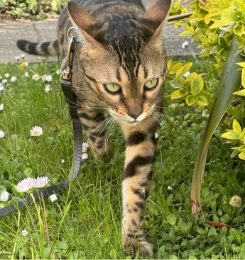 Photo of Rin, Dan's cat